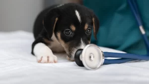 Coping with pet terminal illness
