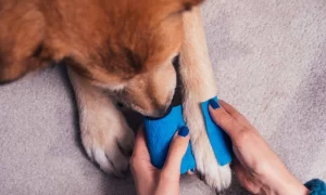 pet first aid at home